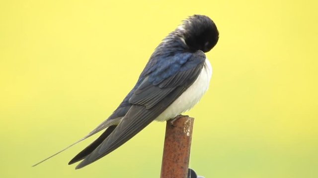 Rauchschwalbe&nbsp;(Hirundo rustica)