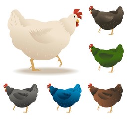 Chickens set vector illustration in Color. Brown, white, green, blue.