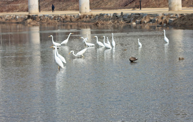 겨울 냇가에  백로
