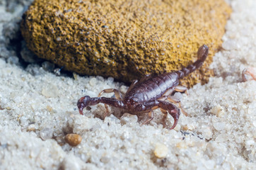 Scorpion creeps on the sand close up