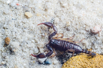 Scorpion creeps on the sand close up