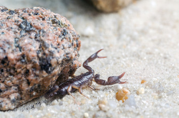Scorpion creeps on the sand close up
