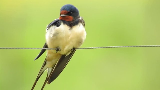 Rauchschwalbe&nbsp;(Hirundo rustica)