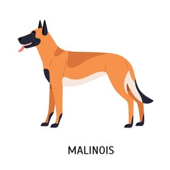 Malinois or Mechelse Herder