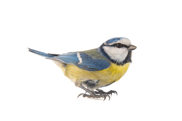 Blue tit, Cyanistes caeruleus, isolated on white background.