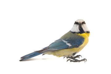 Blue tit, Cyanistes caeruleus, isolated on white background.