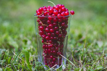 The fresh berries in the transparent glass for background