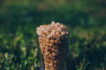 The fresh berries in the transparent glass for background