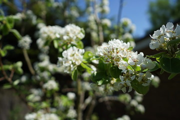 Fototapeta premium white flowers of a tree in spring