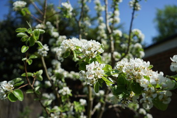 white flowers on tree