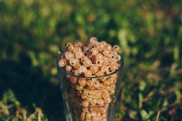 The fresh berries in the transparent glass for background