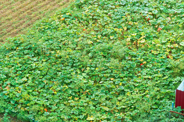 Ploughed fields. Agricultural land is being prepared for the sowing season. Smooth furrows of seedlings in the fields.  Pumpkin field