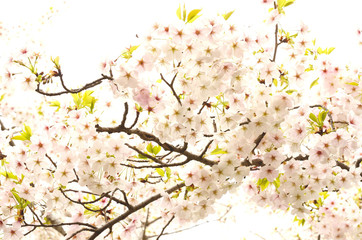 桜の花　白背景