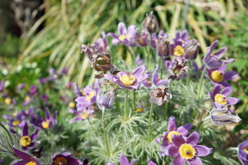 purple and yellow flower