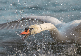 Höckerschwan greift Artgenossen an