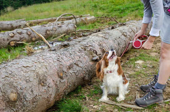 Cute Cavalier King Charles Spaniel barking while receiving a rebuke - scene shot outdoors