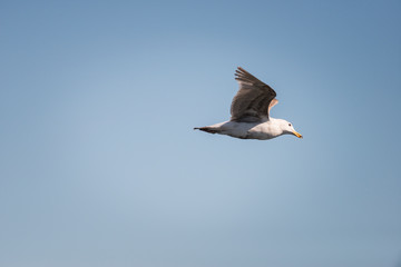 seagull in flight