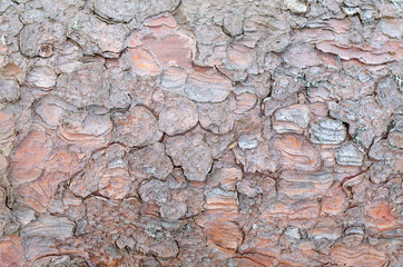 Surface of a tree bark suitable as a background