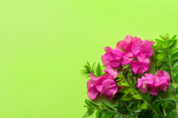 Small elegant bouquet of garden fuchsia pink flowers green twigs on chartreuse background. Creative minimalist style. Easter spring mother's day greeting card. Floral shop gardening concept