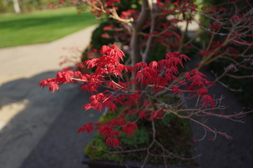 detail on red bonzai tree leaves