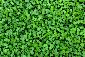 Green leaves texture background, Natural background wallpaper