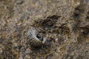 Hermit crab in a shell on the rock. Natural habitat, Adriatic Sea, peninsula of Istria, Croatia, summer