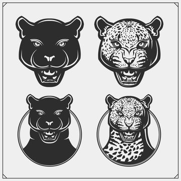 The emblems with panther and leopard for a sport team. Design for t-shirt.