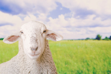 Obraz premium Sheep head in field against a sky landscape and green grass meadow. Empty copy space for Editor's text.
