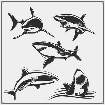 Set of shark silhouettes. Print design for t-shirts.