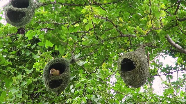 A female Baya Weaver Bird (Ploceus philippinus) inspects the workmanship of a nest and, apparently deciding it's not good enough, she flies away.