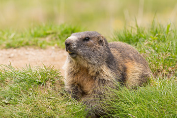 Naklejka na ściany i meble close view one marmot (marmota monax) in green grassland