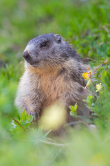Naklejka na ściany i meble one groundhog marmot (marmota monax) sitting in grassland with flowers