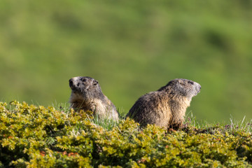 two sitting marmots (marmota monax) looking in opposite directions