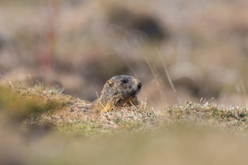 Naklejka na ściany i meble groundhog marmot (marmota monax) hiding in grassland, sunshine