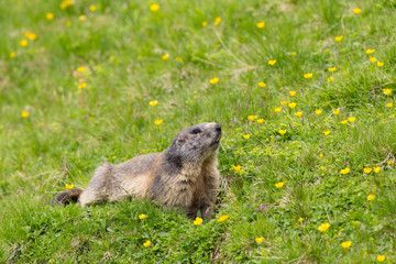 Naklejka na ściany i meble one marmot (marmota monax) in green grassland, yellow flowers