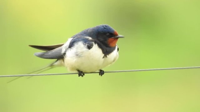 Rauchschwalbe&nbsp;(Hirundo rustica)