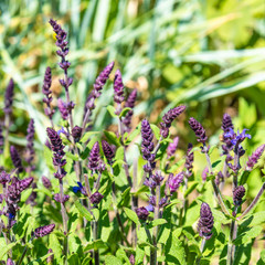 Flowering sage close up