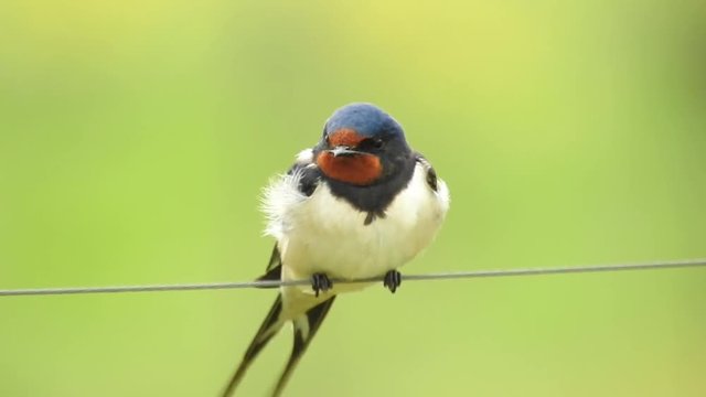 Rauchschwalbe&nbsp;(Hirundo rustica)
