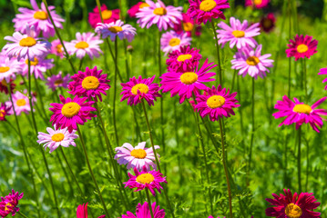 Field of colorful daisies