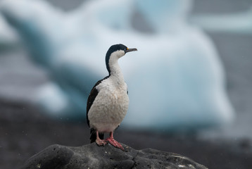 Imperial Cormorant, breeding colony, Paulet Island, Antarica