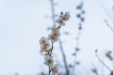 Spring plum blossoms are in full bloom