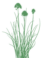 Schnittlauch Silhouette Grün