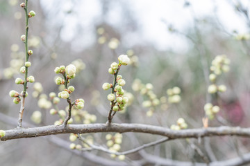 Spring plum blossoms are in full bloom