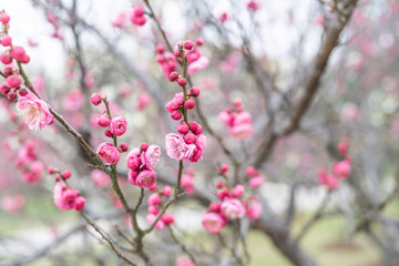 Fototapeta na wymiar Spring plum blossoms are in full bloom