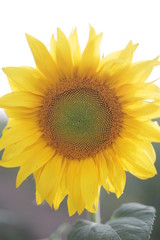 Fototapeta premium Sunflower