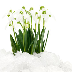 Snowdrop flower isolated on white.