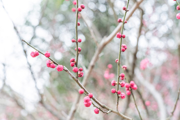 Spring plum blossoms are in full bloom