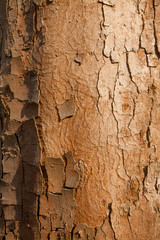 The bark of the tree. Texture. Pattern. Background.