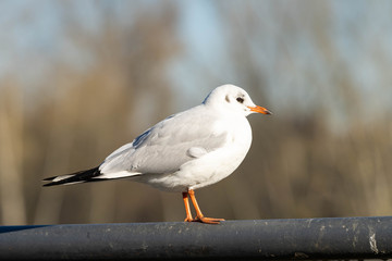 Möwe auf Geländer