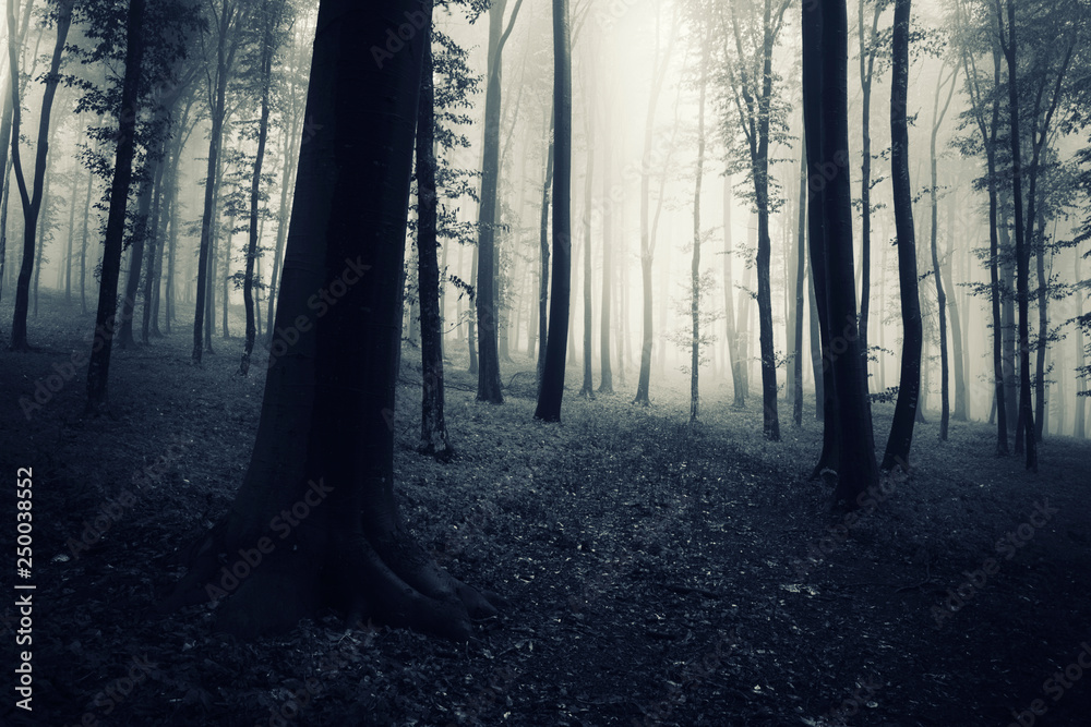 Wall mural dark woods scene, trees in fog and mysterious path leading to wonderland